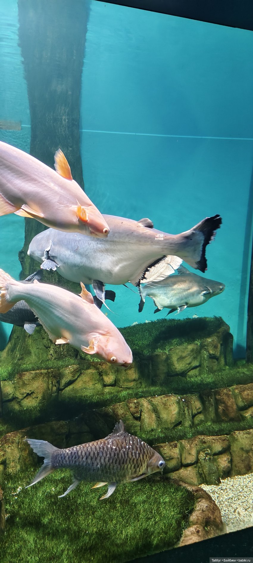 Прогулка по Москванариуму (фото 10)