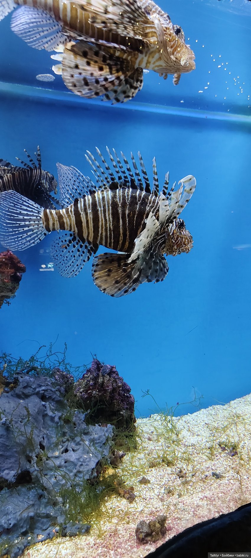 Прогулка по Москванариуму