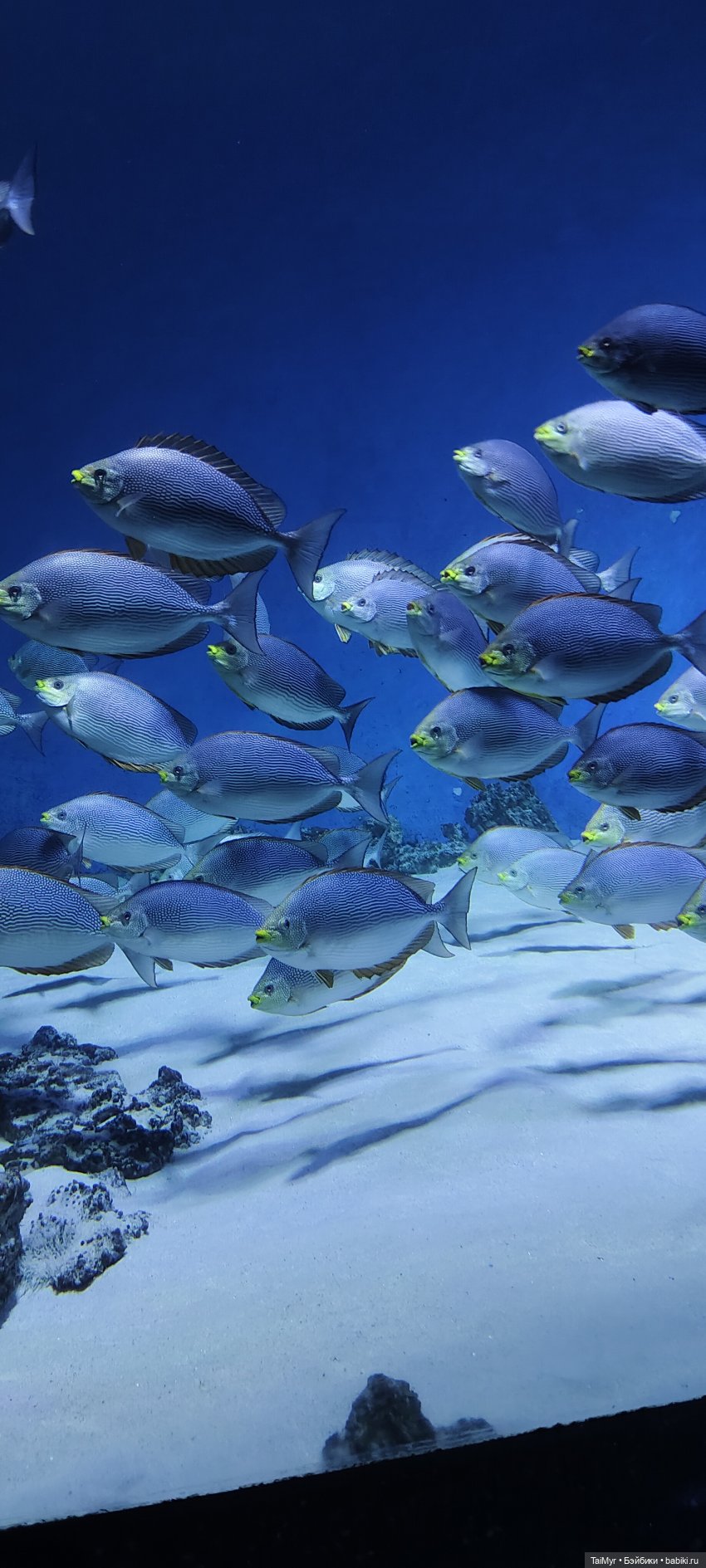 Прогулка по Москванариуму (фото 5)