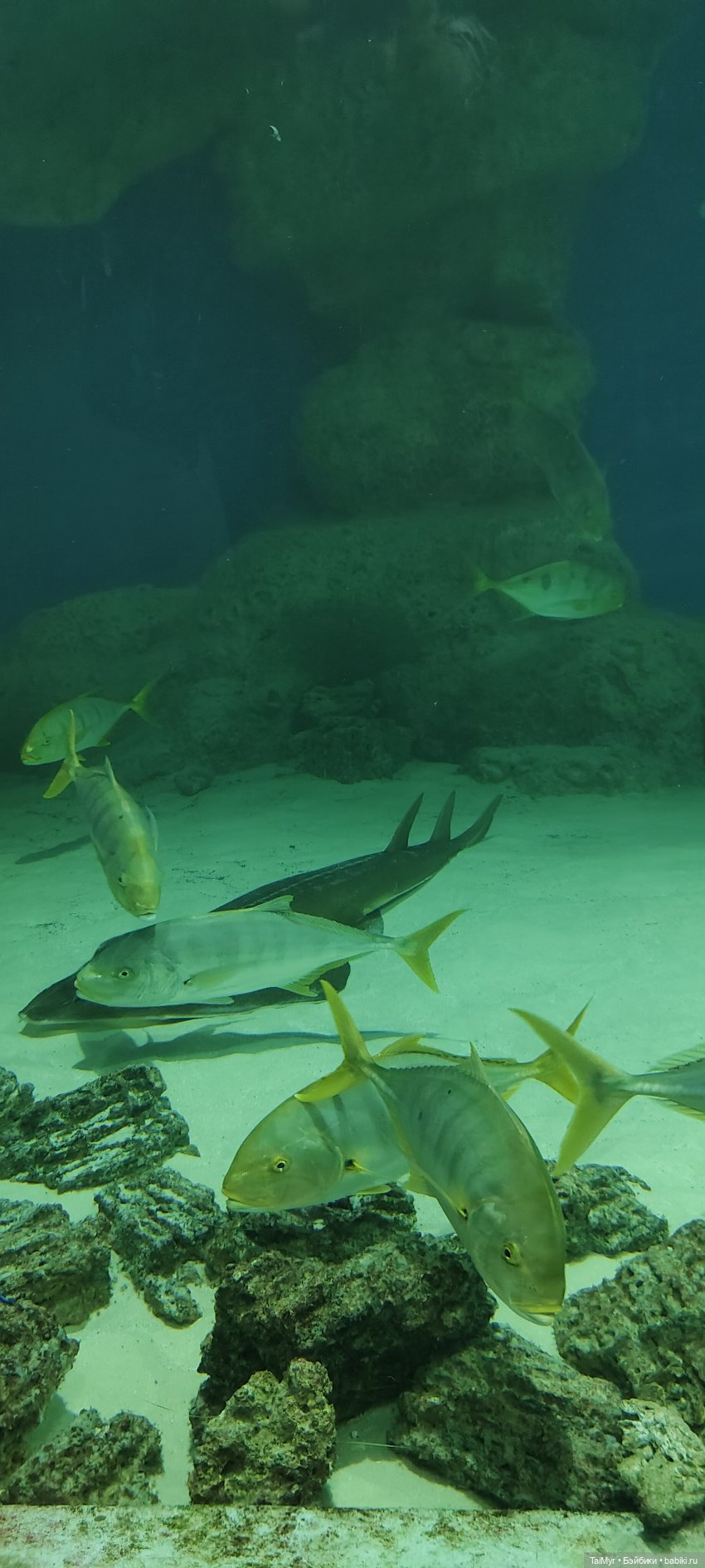 Прогулка по Москванариуму