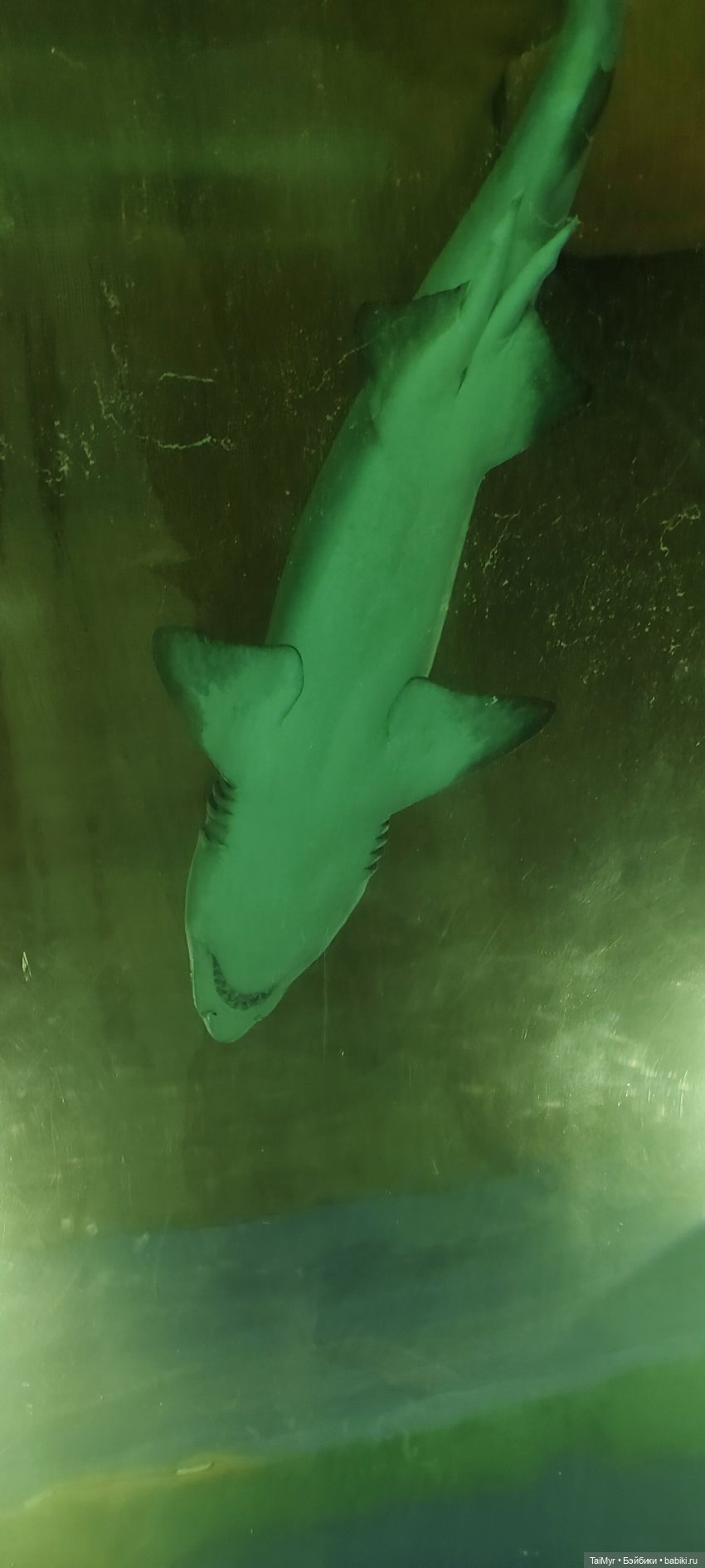 Прогулка по Москванариуму