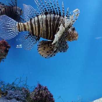 Прогулка по Москванариуму