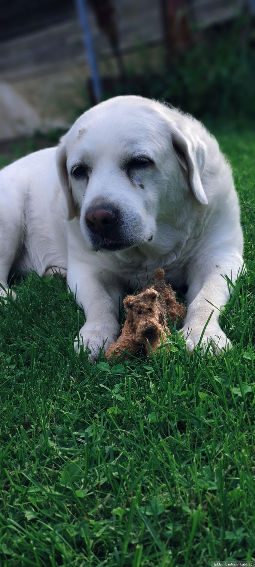 Рекс отдыхает на даче — Авторские игрушки из разных материалов: синельная проволока