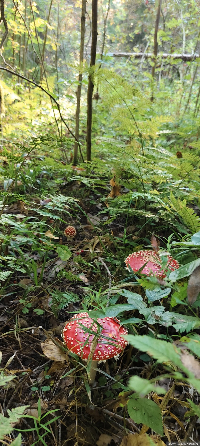 Тихая охота — Домашние фото авторских игрушек: Тедди (фото 5)