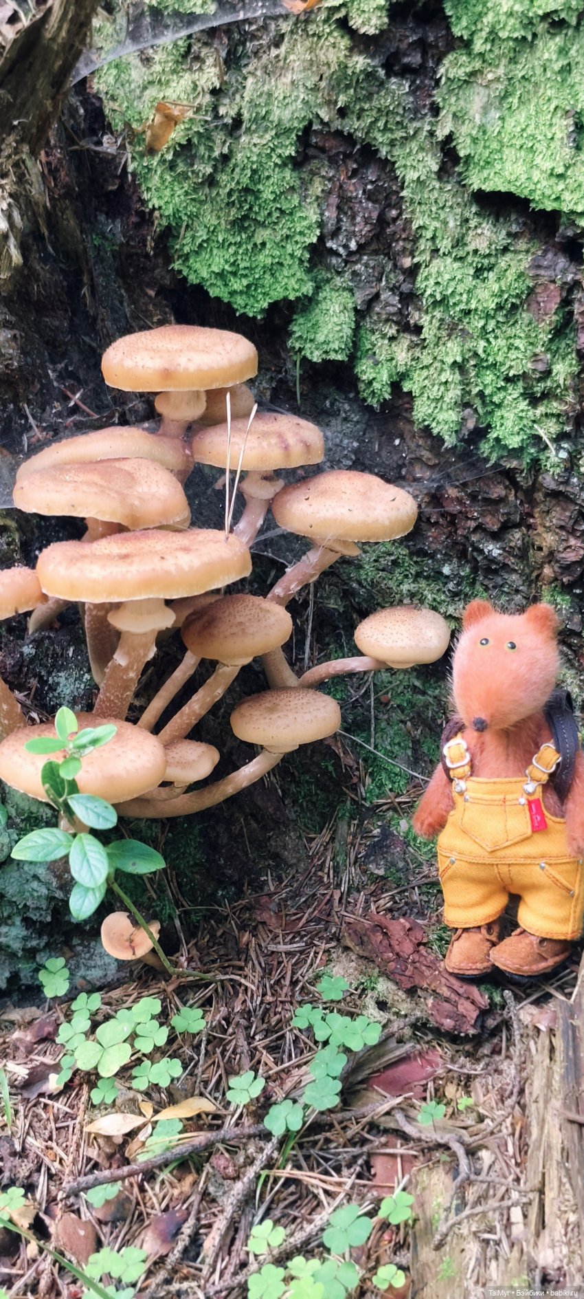 Тихая охота — Домашние фото авторских игрушек: Тедди