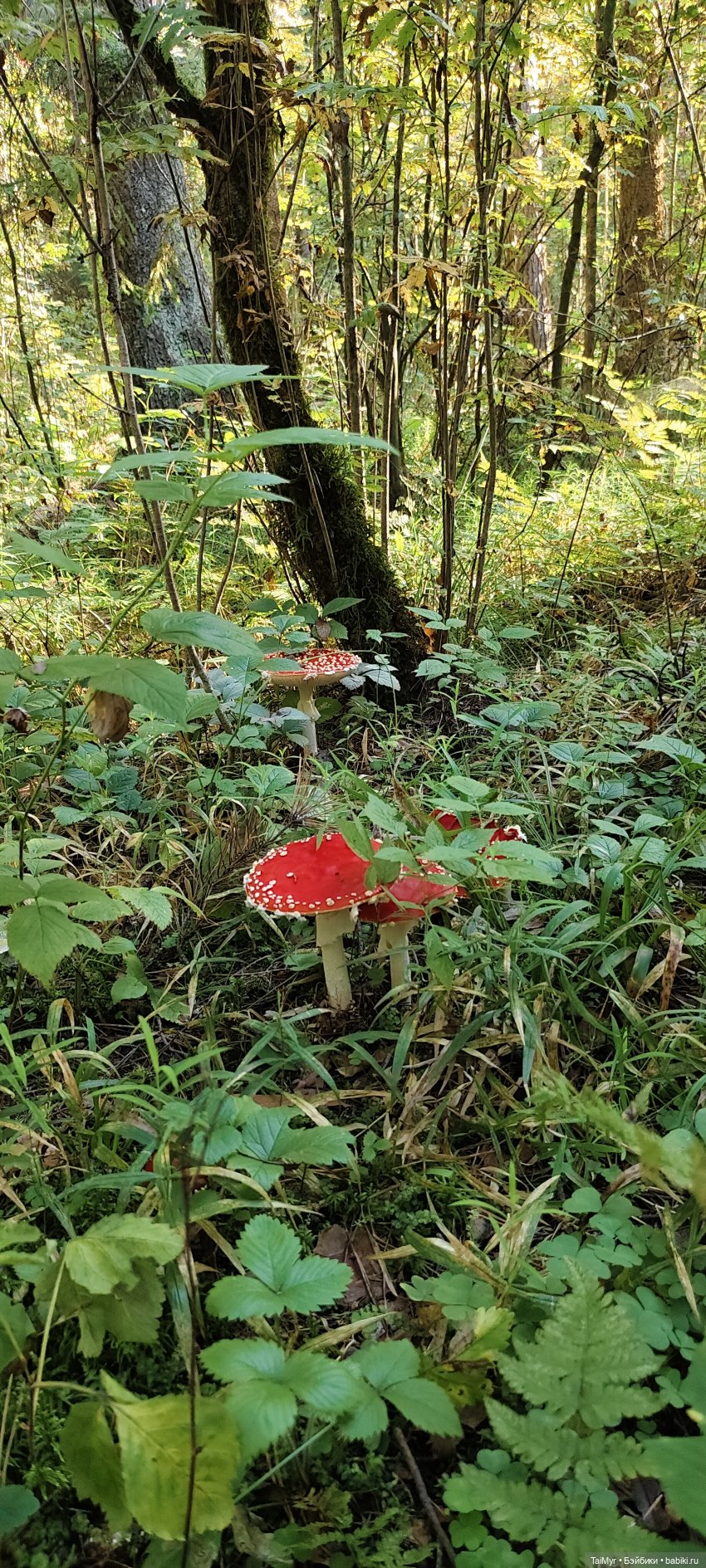 Тихая охота — Домашние фото авторских игрушек: Тедди (фото 4)