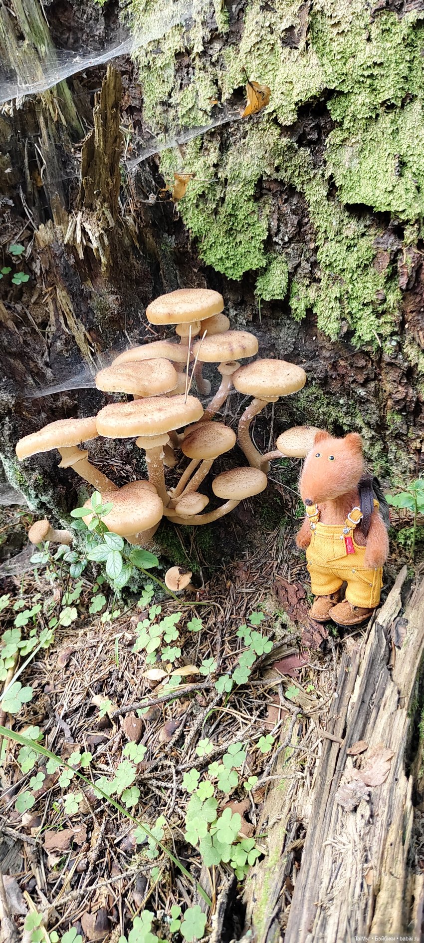 Тихая охота — Домашние фото авторских игрушек: Тедди