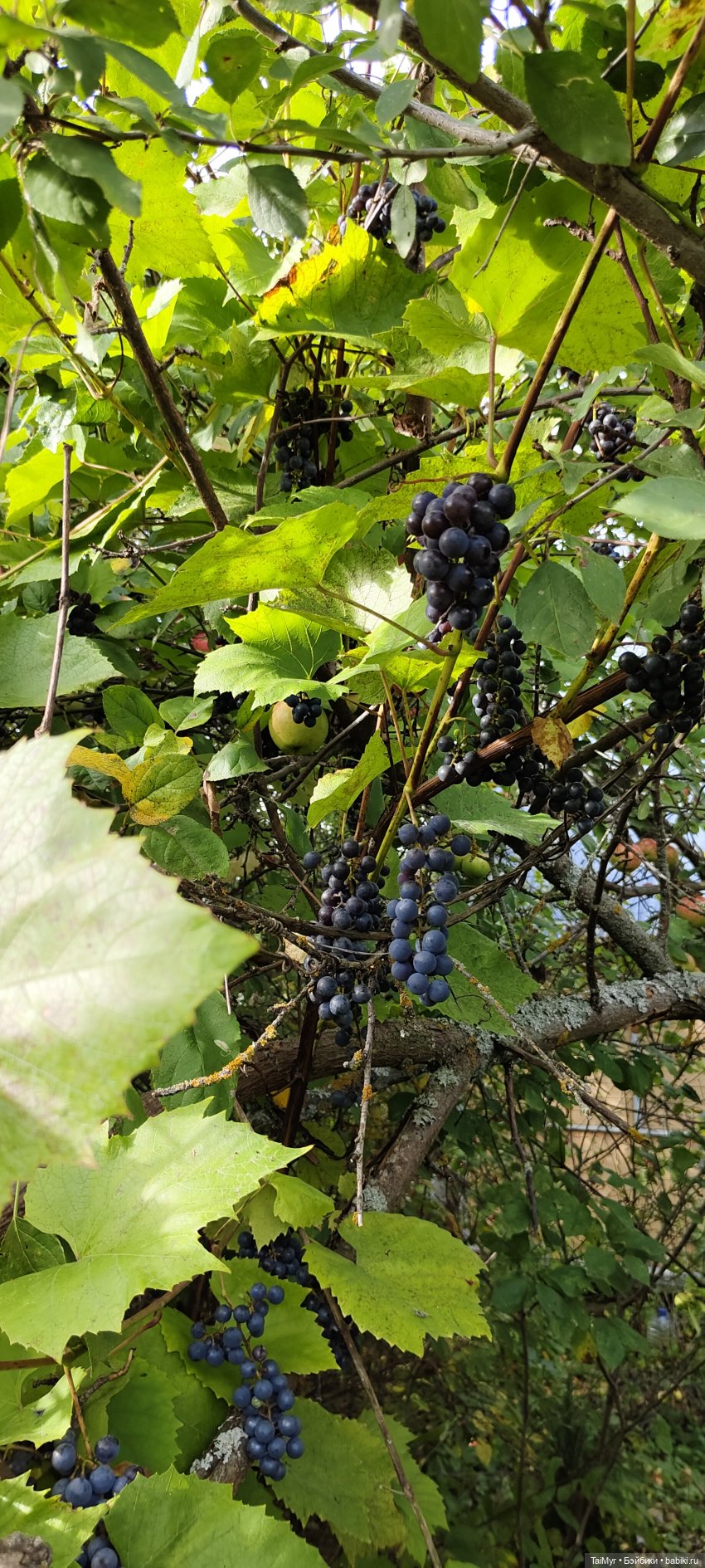 Симкины выходные — Прочие игровые куклы для девочек (фото 7)