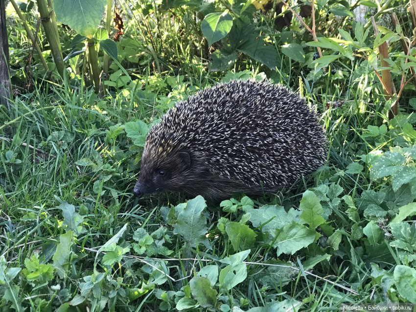 Дачные зарисовки с Гретой | Бэйбики Дачные зарисовки с Гретой (фото 4)