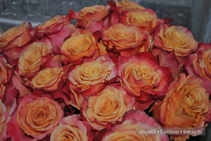 Цветочная фотосессия Миель