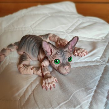 Котенок сфинкс