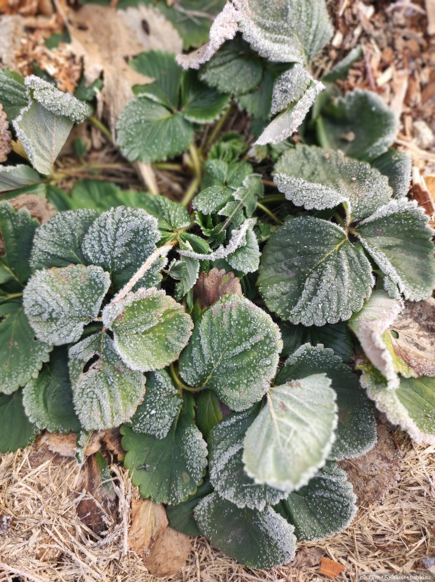 В ожидании снега | Бэйбики В ожидании снега — Одежда и обувь для кукол своими руками: фото (фото 4)