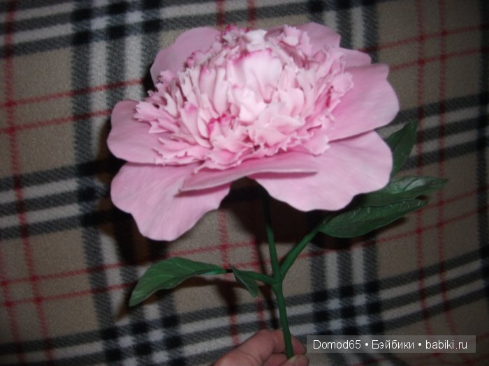 Мой пион — Другие хобби и увлечения: сад (фото 2)