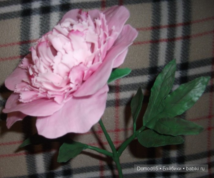 Мой пион — Другие хобби и увлечения: сад (фото 3)