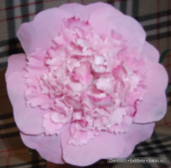 Мой пион — Другие хобби и увлечения: сад (фото 4)