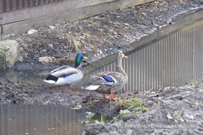 Прогулка Молли ( кукла БЖД) и встреча со смурфиками + влюбленная парочка уточек