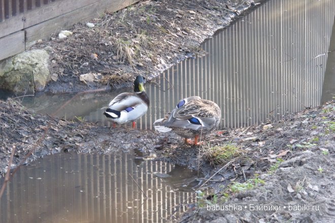 Прогулка Молли ( кукла БЖД) и встреча со смурфиками + влюбленная парочка уточек