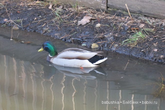 Прогулка Молли ( кукла БЖД) и встреча со смурфиками + влюбленная парочка уточек