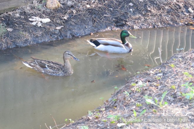 Прогулка Молли ( кукла БЖД) и встреча со смурфиками + влюбленная парочка уточек