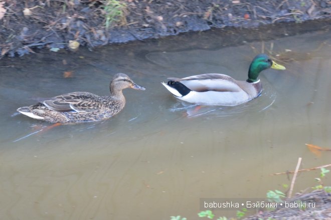 Прогулка Молли ( кукла БЖД) и встреча со смурфиками + влюбленная парочка уточек