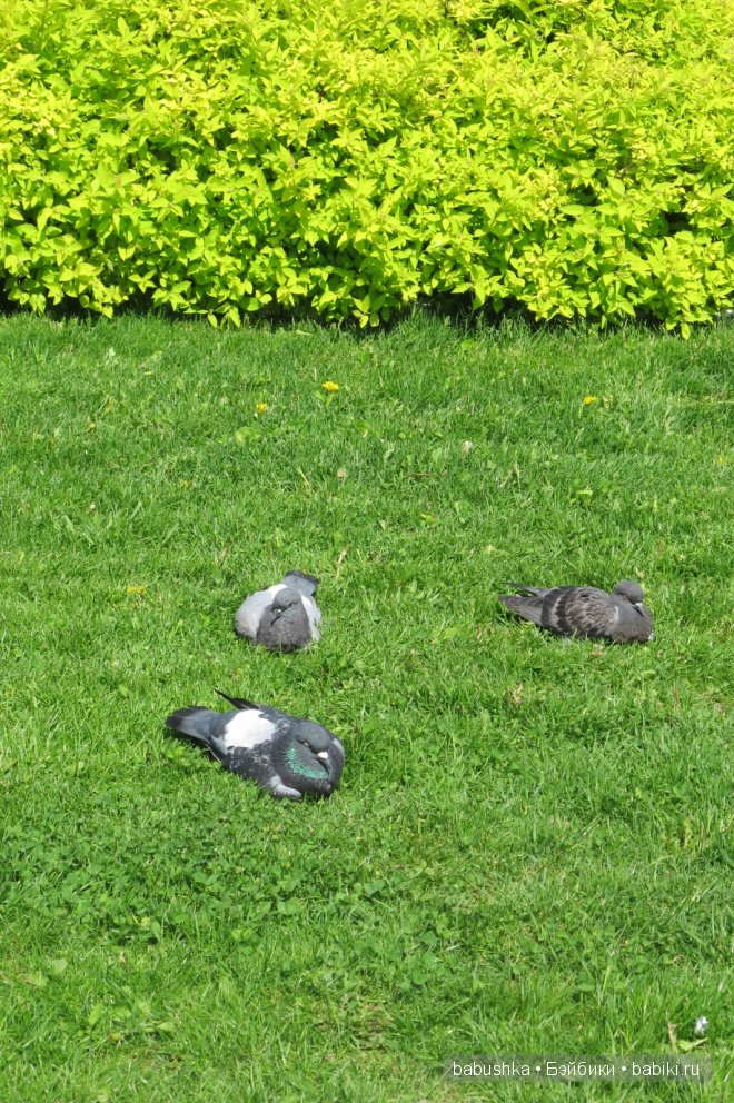 Прогулка по территории Кремля, Коломна