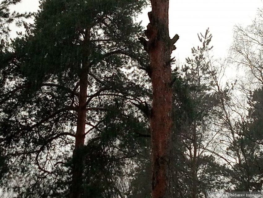 Лисенок Тод（авторская игрушка), совсем не зимняя прогулка