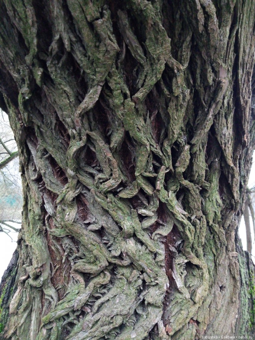 Лисенок Тод（авторская игрушка), совсем не зимняя прогулка