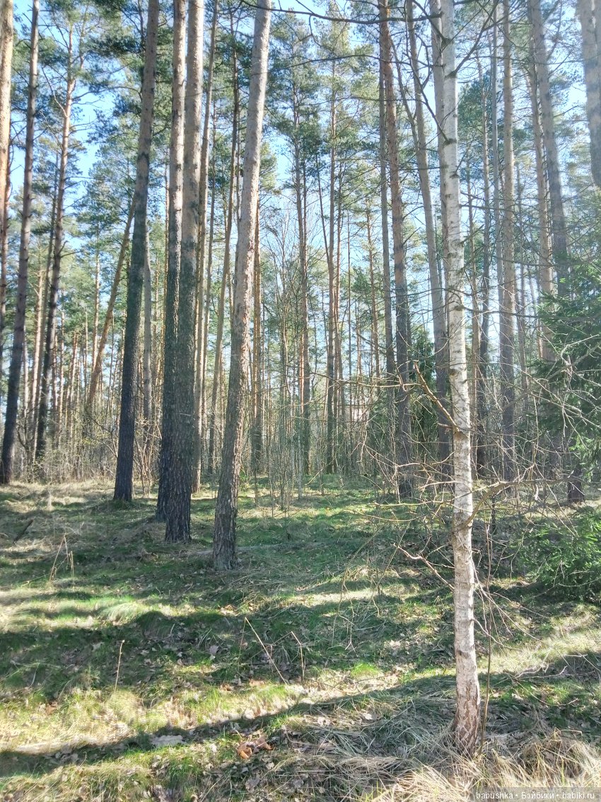 Прогулка в выходной с лисом по имени Тод и маленькими друзьями (фото 3)