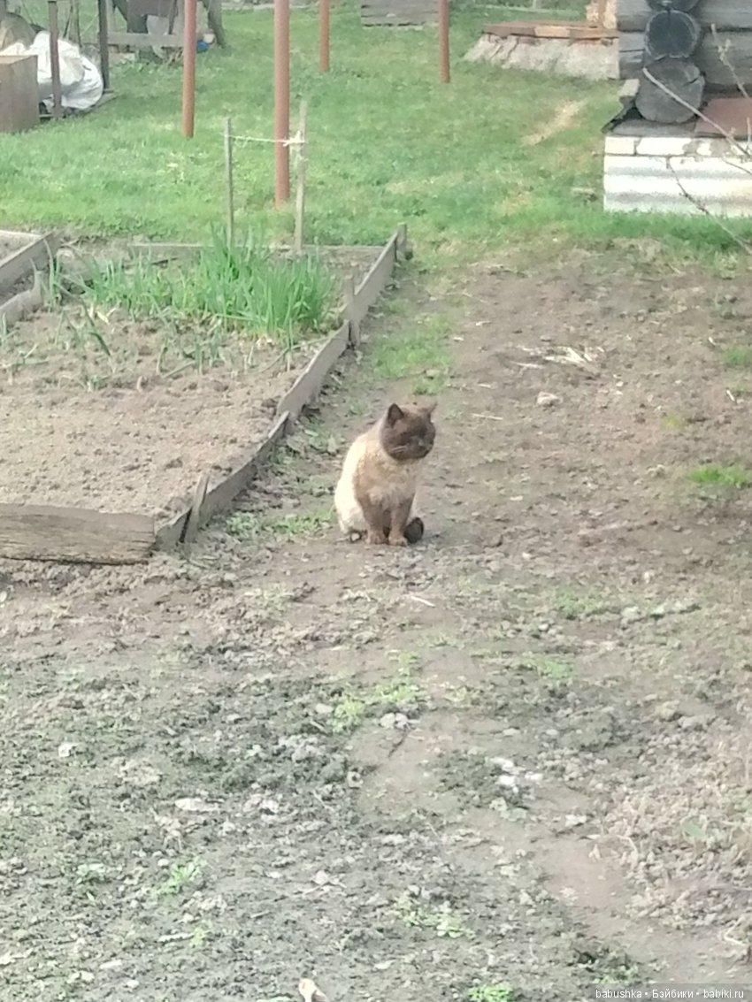 Прогулка в выходной с лисом по имени Тод и маленькими друзьями
