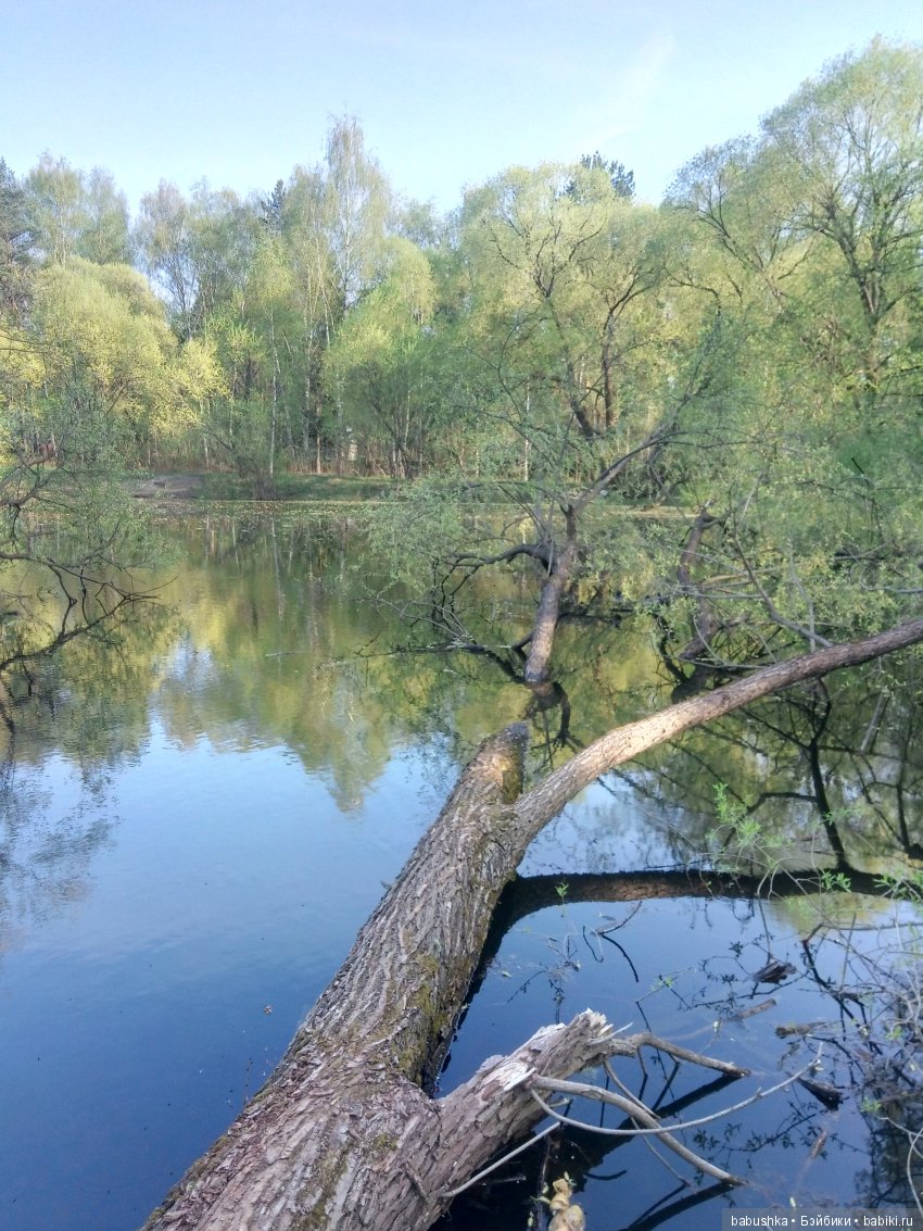 Прогулка в выходной с лисом по имени Тод и маленькими друзьями
