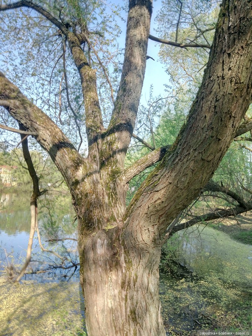 Прогулка в выходной с лисом по имени Тод и маленькими друзьями