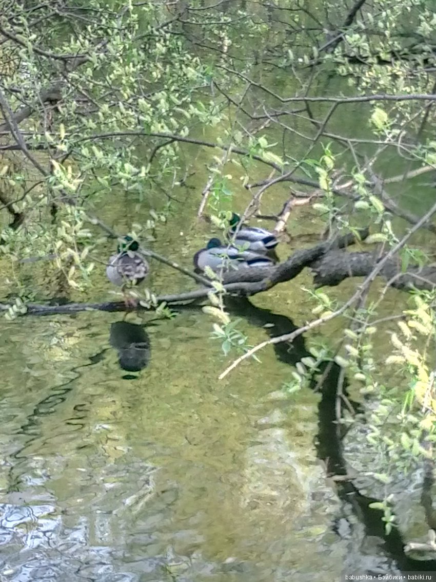 Прогулка в выходной с лисом по имени Тод и маленькими друзьями