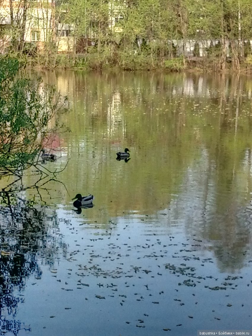 Прогулка в выходной с лисом по имени Тод и маленькими друзьями
