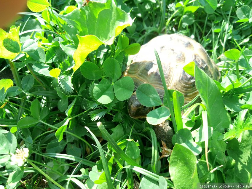 Солнечное и теплое лето "Плюшечек", куклы от Heidi Plusczok