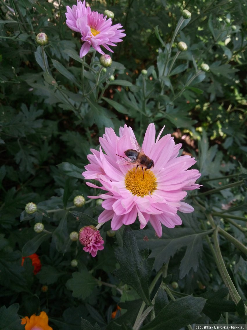 Солнечное и теплое лето "Плюшечек", куклы от Heidi Plusczok (фото 8)