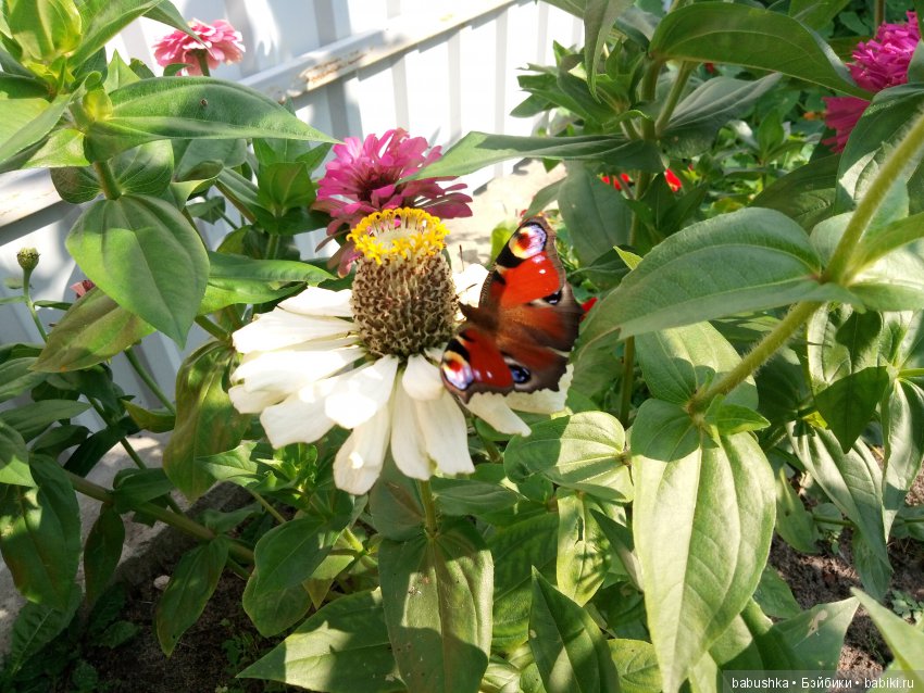 Солнечное и теплое лето "Плюшечек", куклы от Heidi Plusczok (фото 9)
