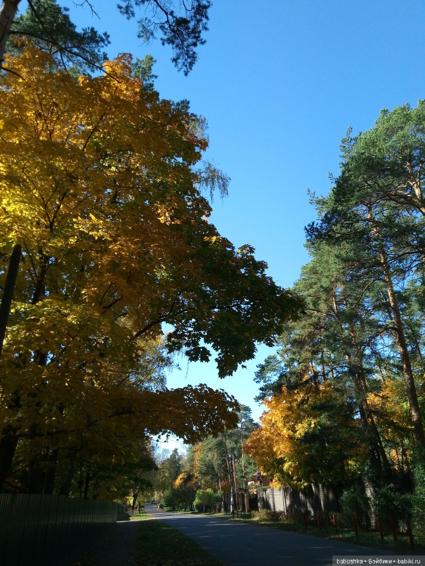 Разнообразие красок осени | Бэйбики Разнообразие красок осени (фото 6)