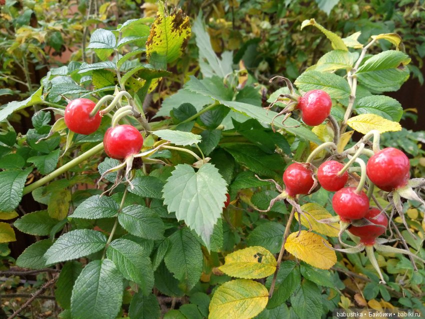 Разнообразие красок осени | Бэйбики Разнообразие красок осени