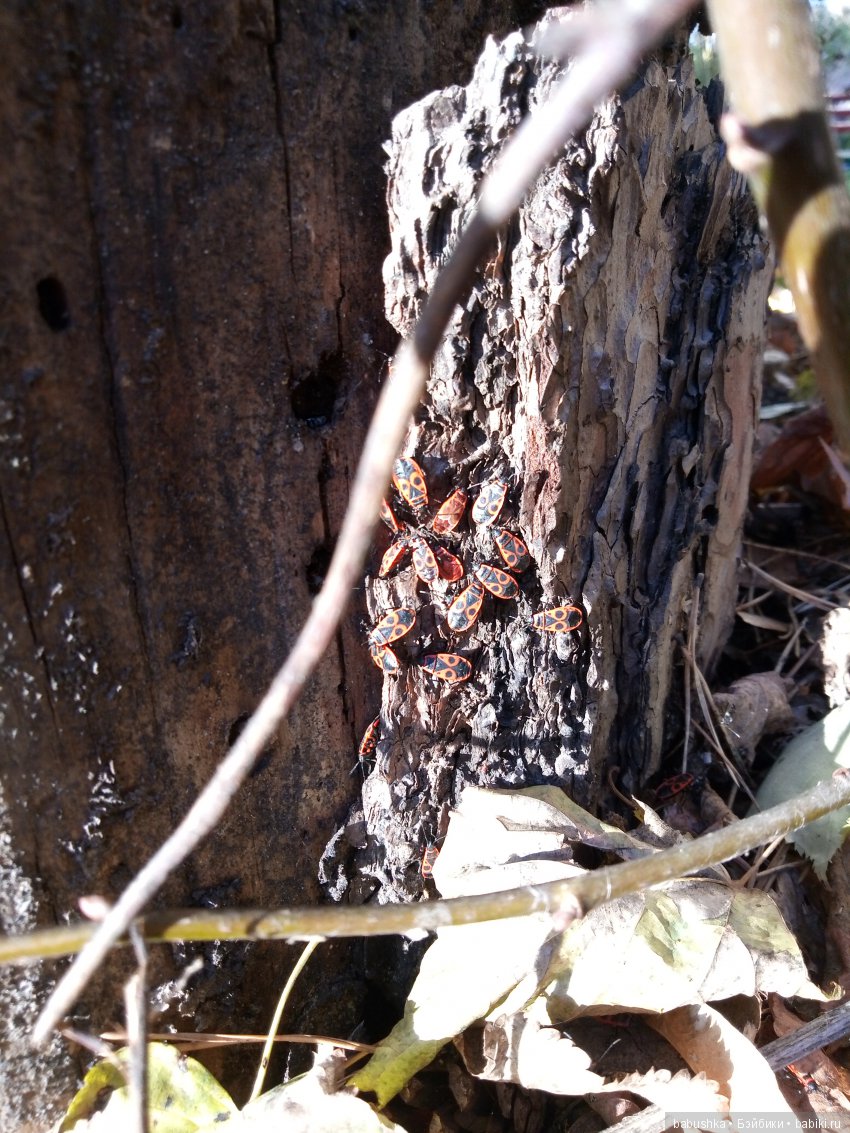 Разнообразие красок осени | Бэйбики Разнообразие красок осени