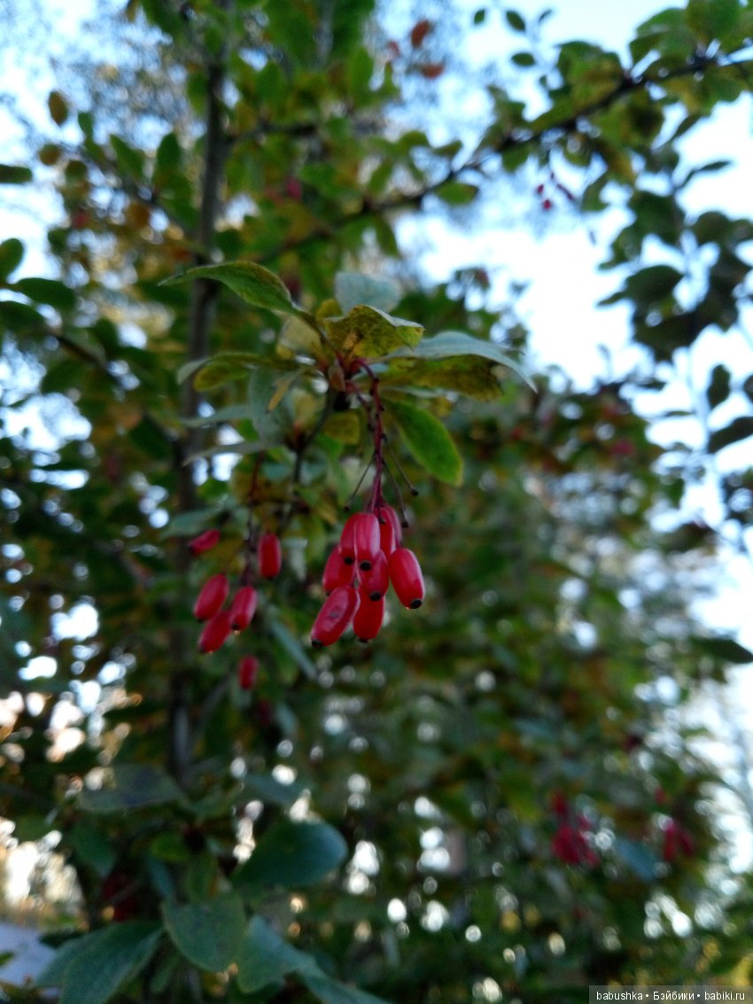 Разнообразие красок осени | Бэйбики Разнообразие красок осени