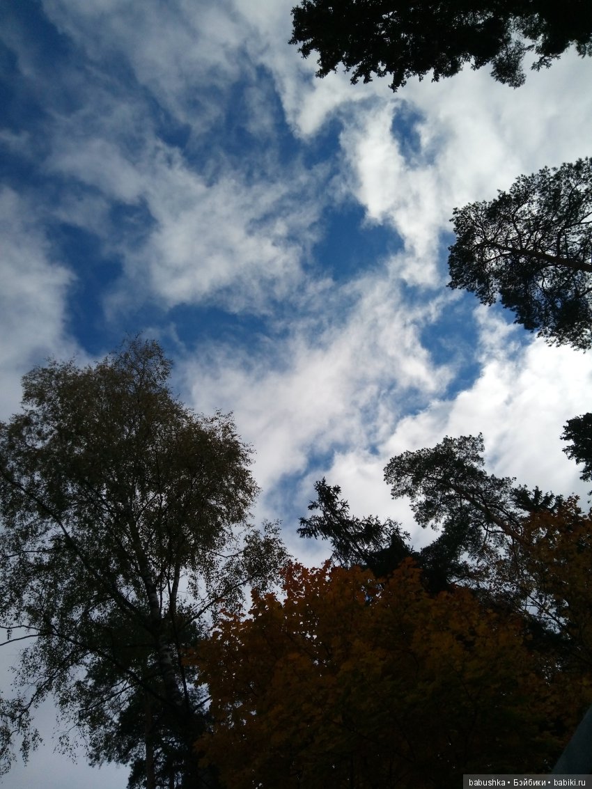 Разнообразие красок осени | Бэйбики Разнообразие красок осени