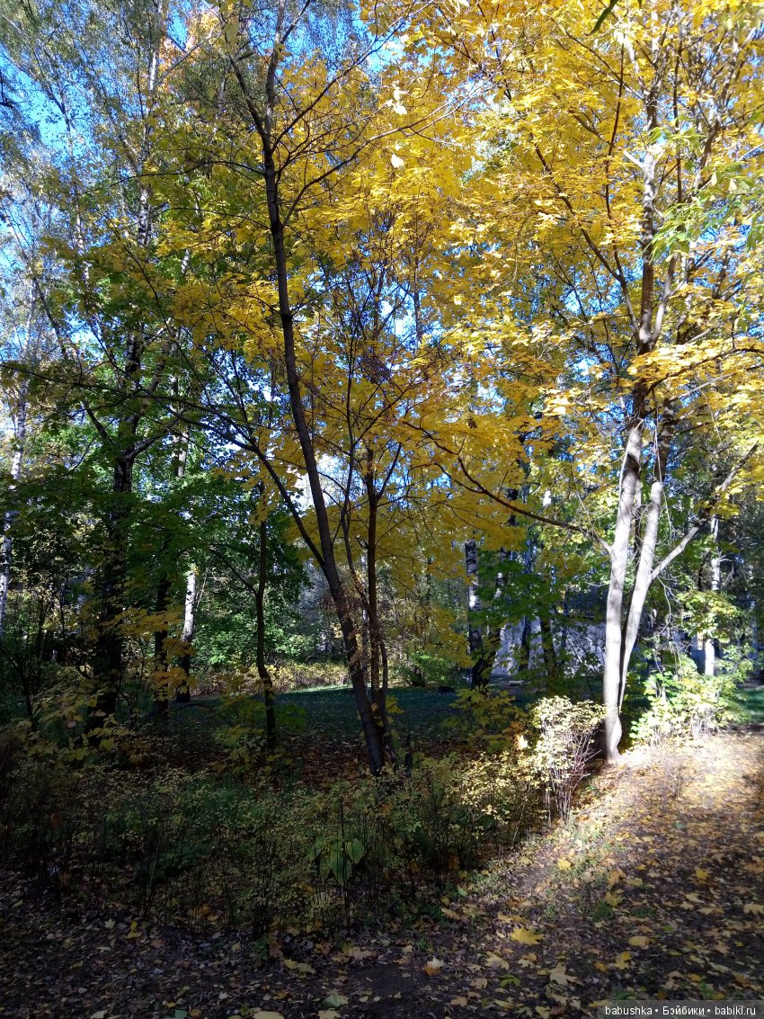 Разнообразие красок осени | Бэйбики Разнообразие красок осени