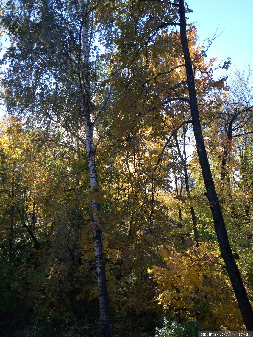 Разнообразие красок осени | Бэйбики Разнообразие красок осени