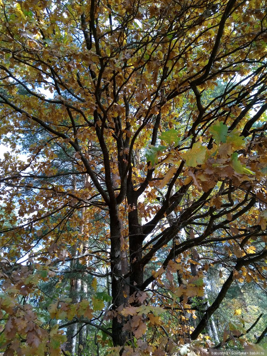 Разнообразие красок осени | Бэйбики Разнообразие красок осени