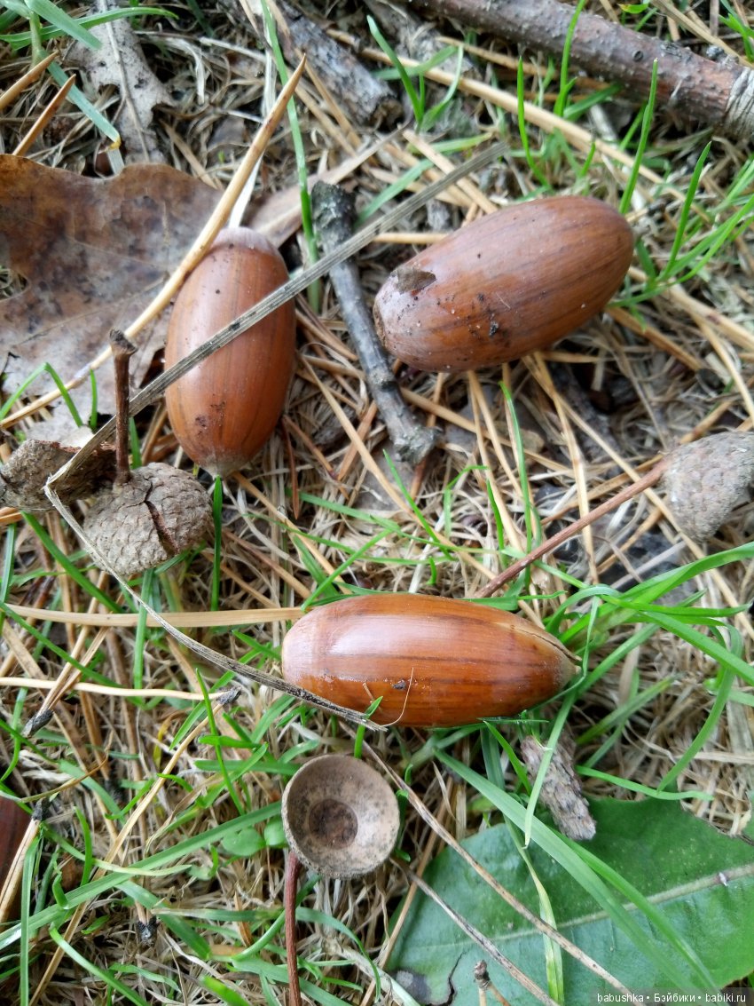 Разнообразие красок осени | Бэйбики Разнообразие красок осени