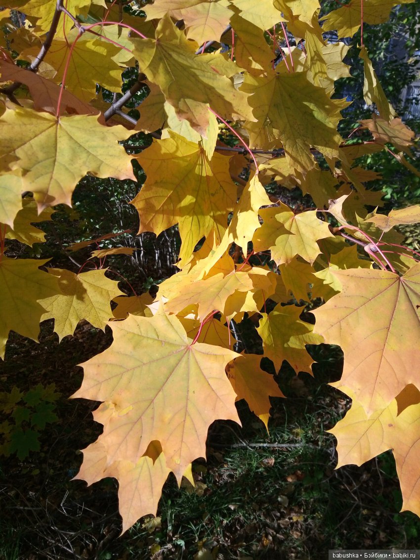 Разнообразие красок осени | Бэйбики Разнообразие красок осени
