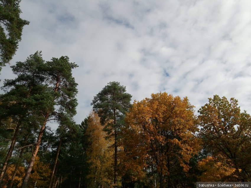 Разнообразие красок осени | Бэйбики Разнообразие красок осени