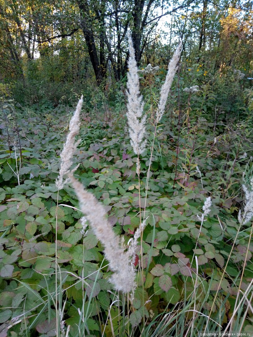 Разнообразие красок осени | Бэйбики Разнообразие красок осени