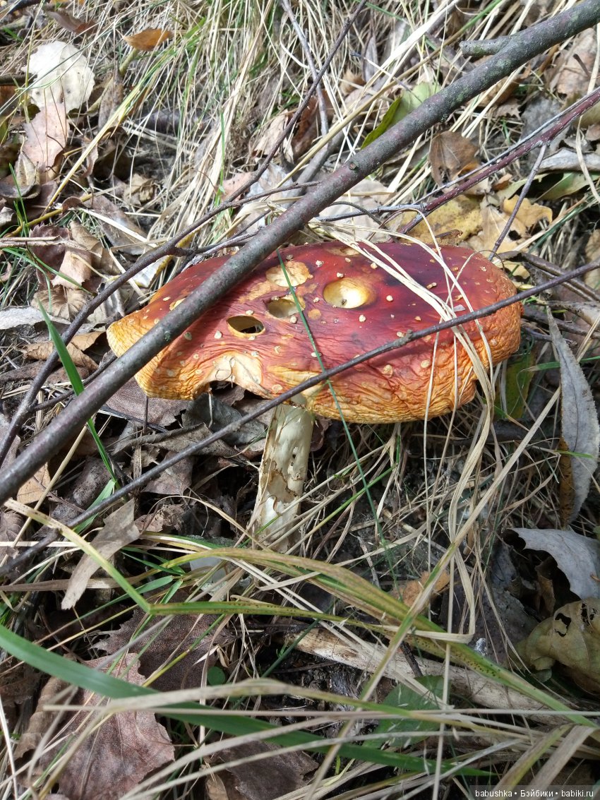 Разнообразие красок осени | Бэйбики Разнообразие красок осени