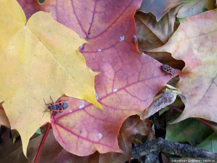 Разнообразие красок осени | Бэйбики Разнообразие красок осени